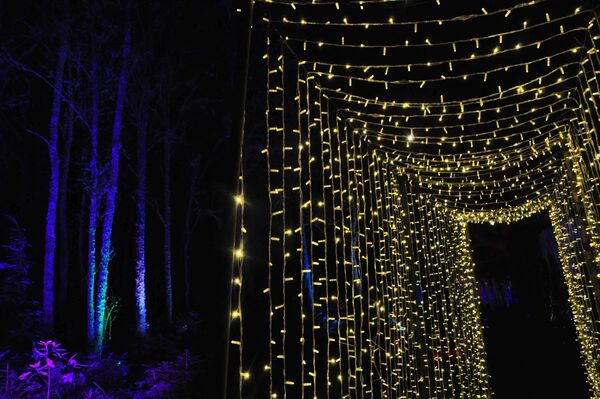 Winter Woods 2024 - Tunnel of lights.