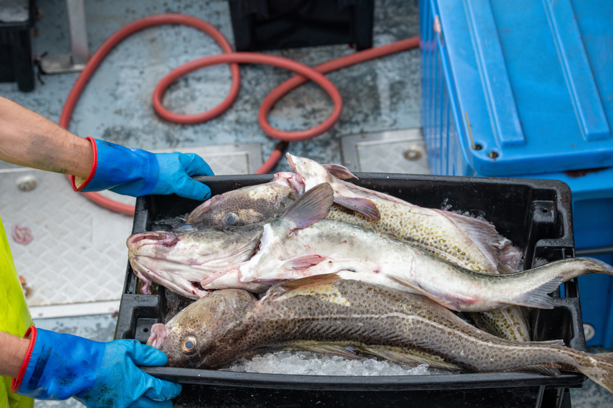 freshly_caught_cod_AdobeStock_531814062_20241116.jpg