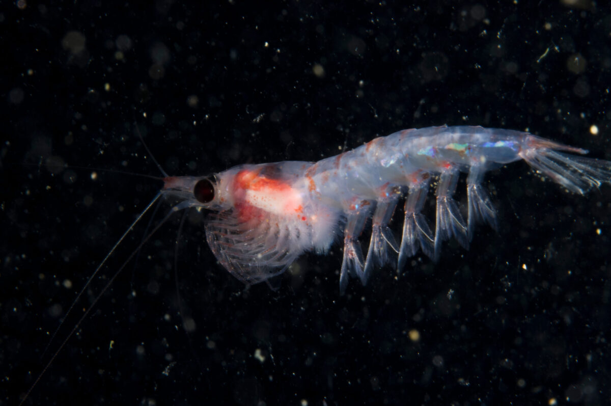 krill_shutterstock_1237964995_20241118.jpg krill_shutterstock_1237964995_20241118.jpg