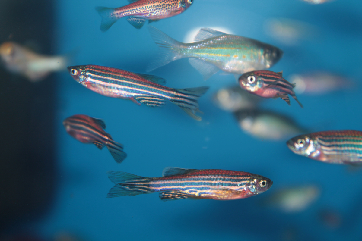 zebrafish_AdobeStock_60878813_20241116.jpg