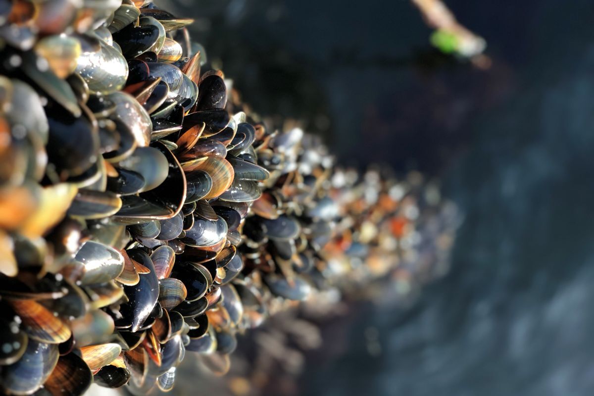 £4.4 million boost to mussel farming "shell-volution"