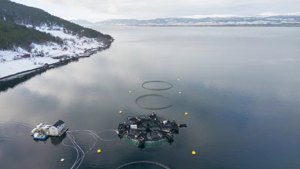 SalMar reports strong fish welfare from Donut