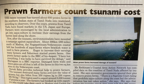 Shrimp farmers and the tsunami