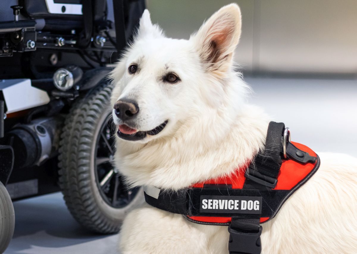 Always ask the handler first if it is okay to pat or talk to a service dog on duty. Photograph: AdobeStock