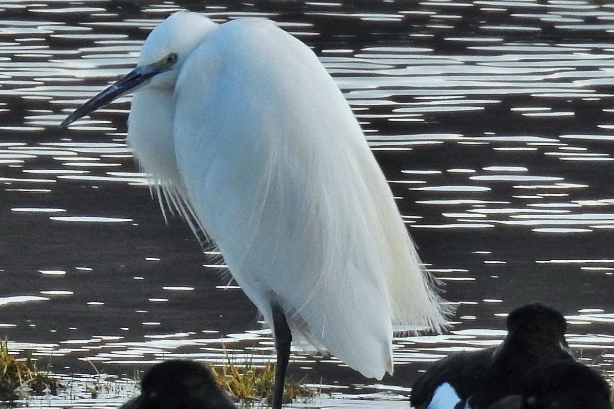 Little egret, increasing number of reports of this colonising species. Photograph: Arthur Duncan.