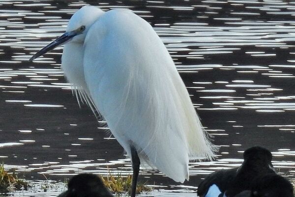 November was an exceptional month for birdwatching on Arran