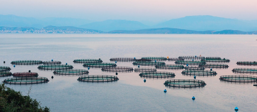 fish-farm-Ionian-Sea-AdobeStock_541831405-20241209.jpg