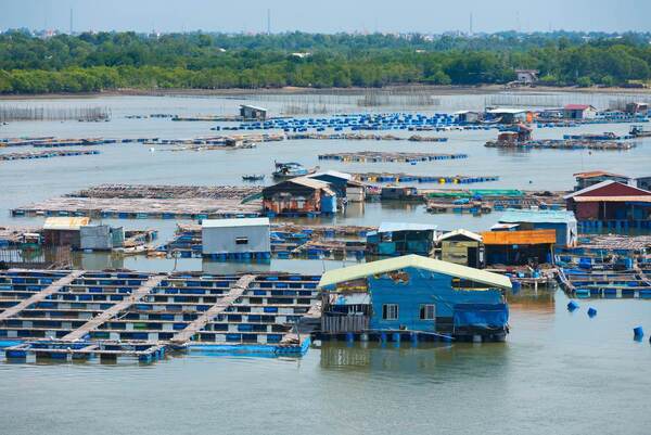 fish-farm-Vietnam_AdobeStock_180635230-20241204.jpg