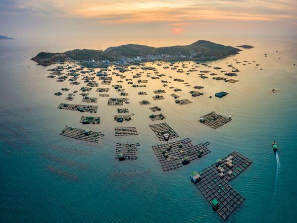 Vietnam to stage major international seafood showcase