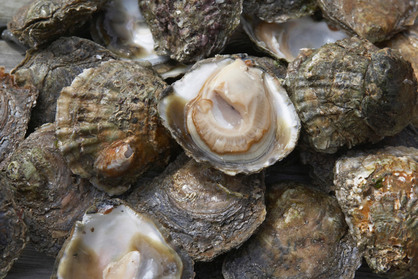 Genetic science sets out to save native oysters