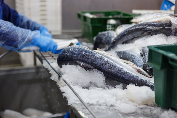 Salmon prices drop back to pre-Christmas level