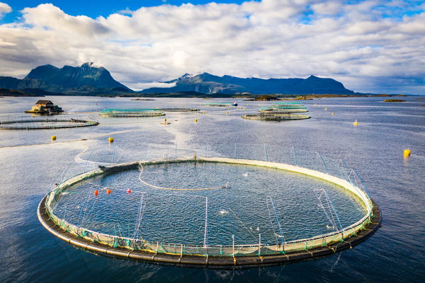 Norway’s salmon industry reports record profits, say analysts