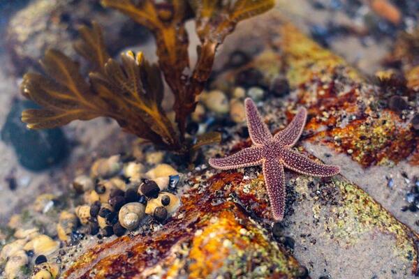 Monitoring seabed life