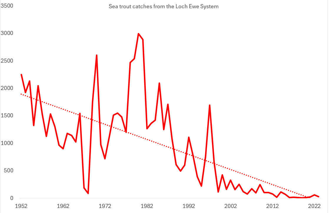 Ewe-sea-trout.jpg