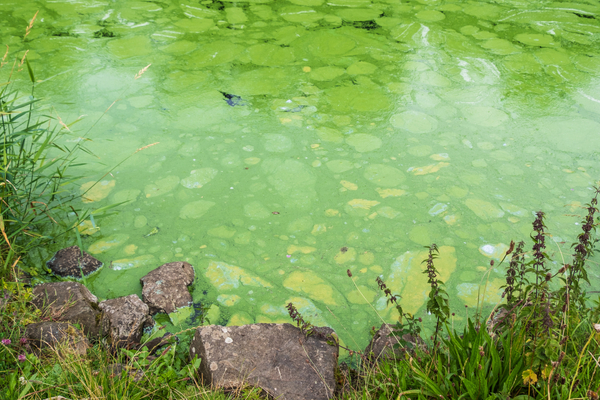 Satellite technology solution for Lough Neagh algae