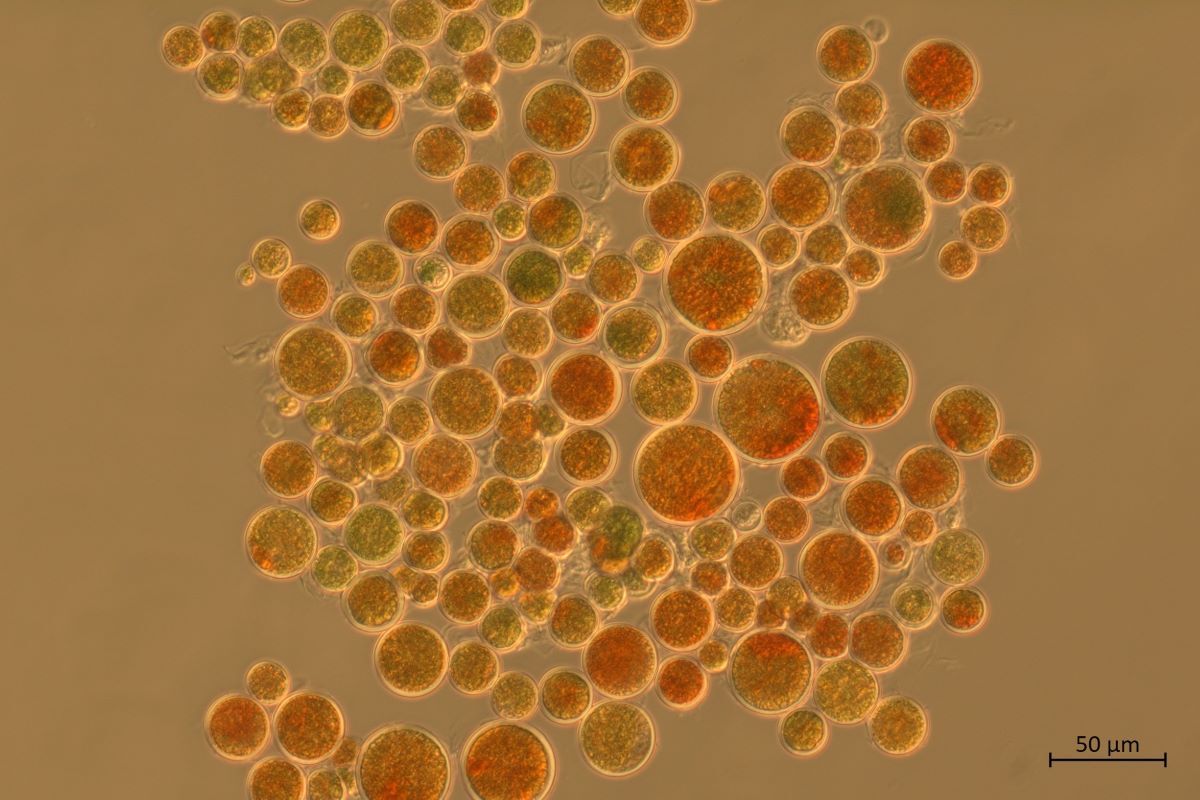West Coast Today - News - Unique algae collection marks 20 years of growth
