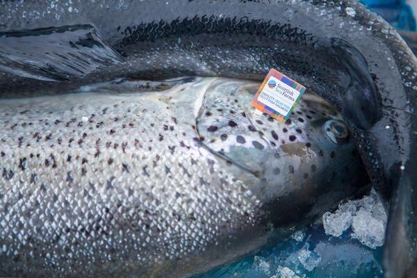 Sharp drop in Scottish Sea Farms Q1 revenue leads to higher losses