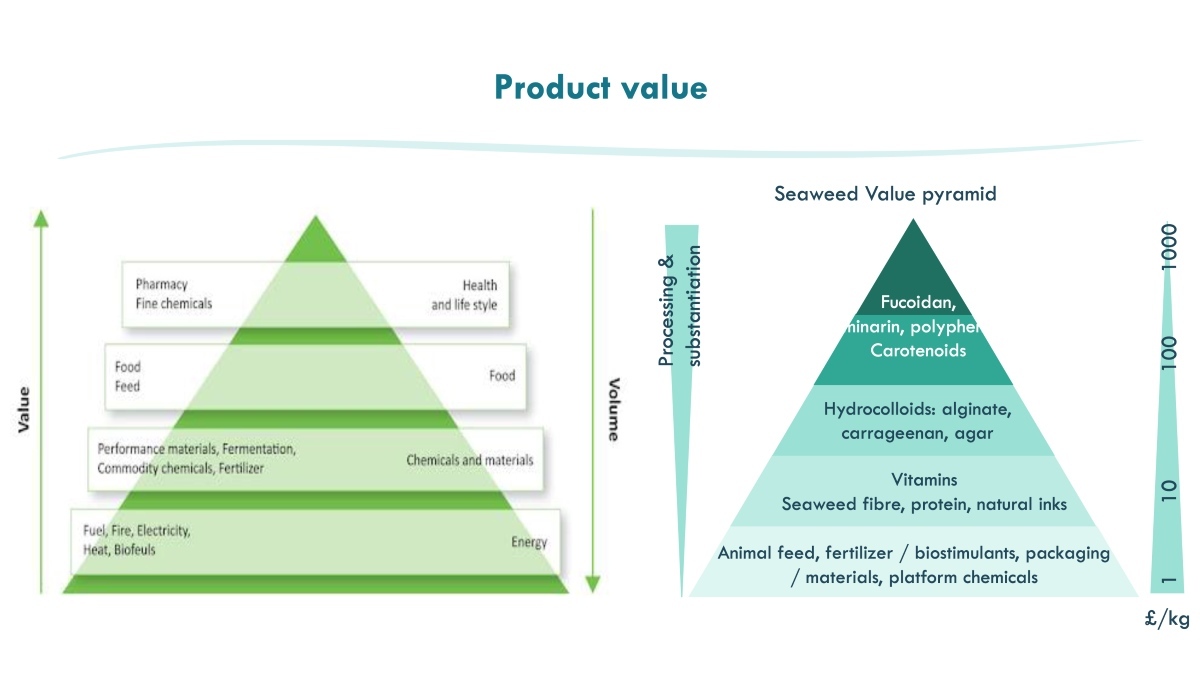 Seaweed-value-pyramid_Oceanium-20241211.jpg