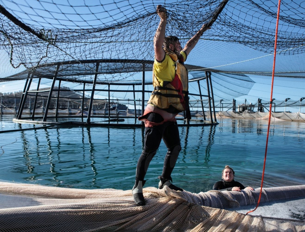 Tasmanian fish farmers hit out at Chile salmon imports