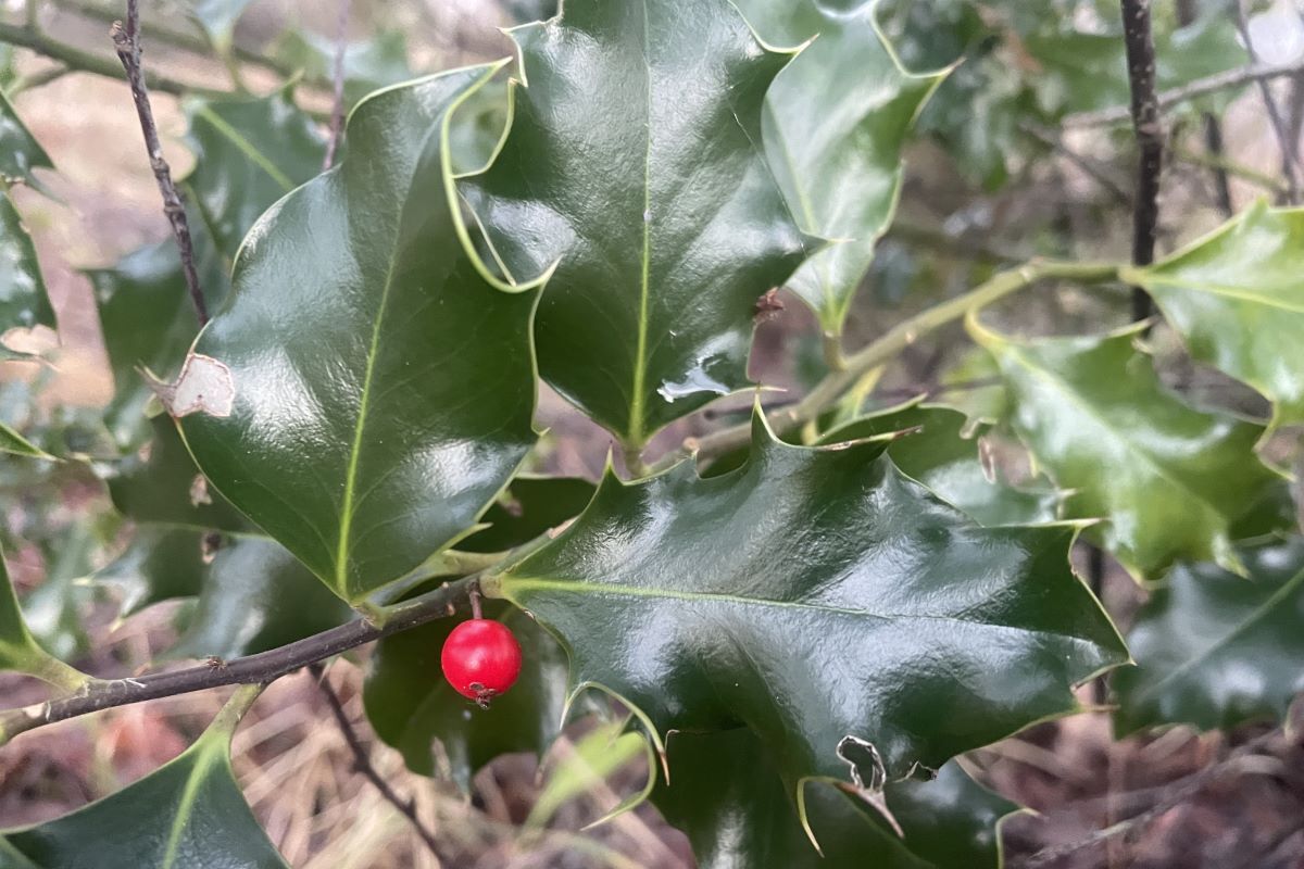 Wild Words by Kirsteen Bell: Holly ‘harvest’