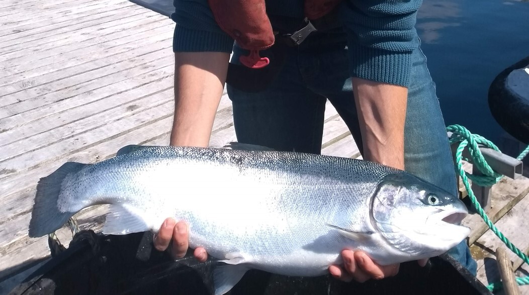 WellFishTechsalmon-20241211.jpg