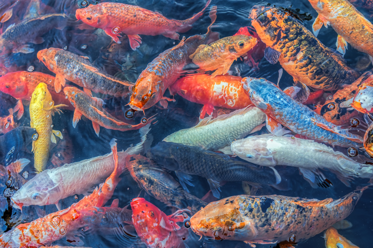 farmed_koi_carp-AdobeStock_871952308-20241213.jpg