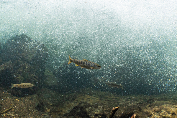 Large smolt escape at Mowi Nordland site