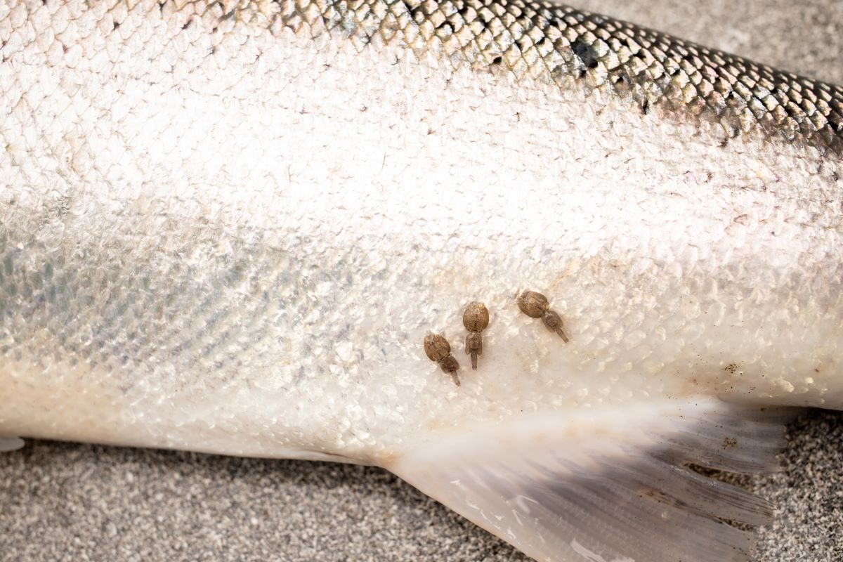 steelhead-sea-lice-AdobeStock_354213496-20241212.jpg