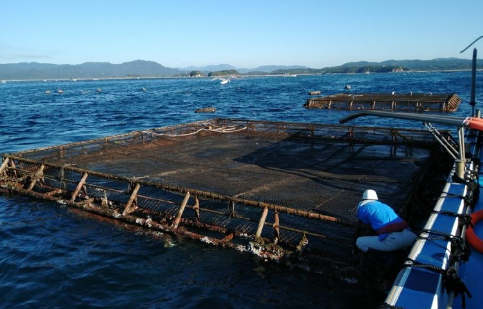 Kurose-Suisans-ASC-certified-yellowtail-farm-in-Kushima-City-20241218.jpg