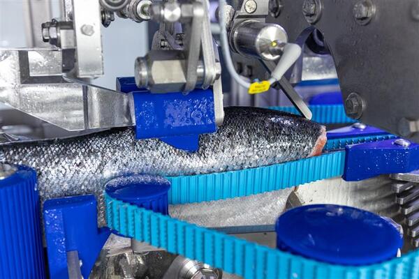 Norwegian processor chooses new filleting line