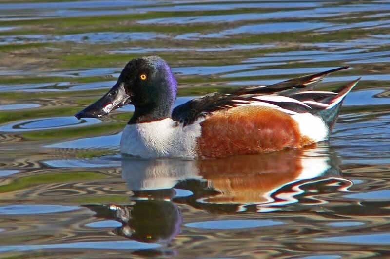 A shoveler duck with its spatula-like bill. Photograph: Robert Lambie.