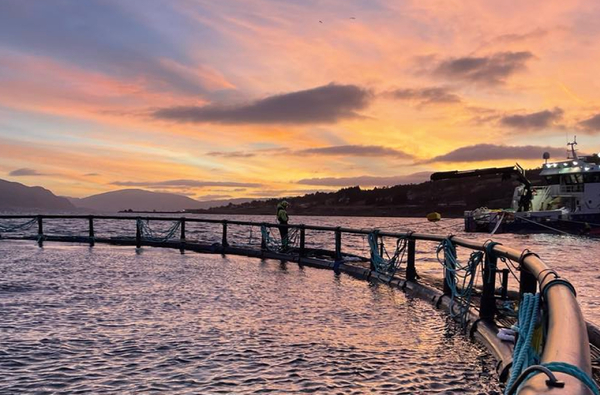 Cod farmer opens new farm site