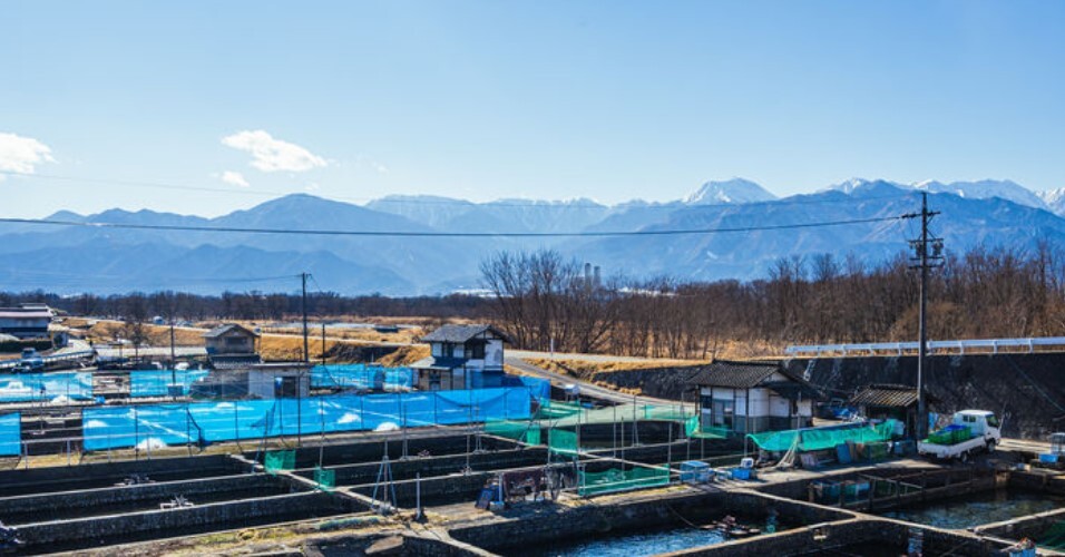 Rainbow-trout-farm-Azumino_AdobeStock_492254603-20241218.jpg