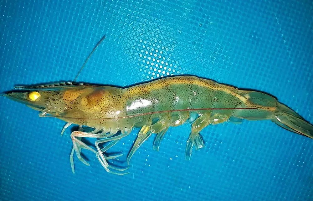 Shrimp-with-WFS-symptoms_Global-Seafood-Alliance-20241218.jpg