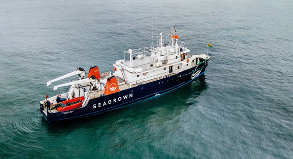 Seaweed farmer in offshore wind collaboration