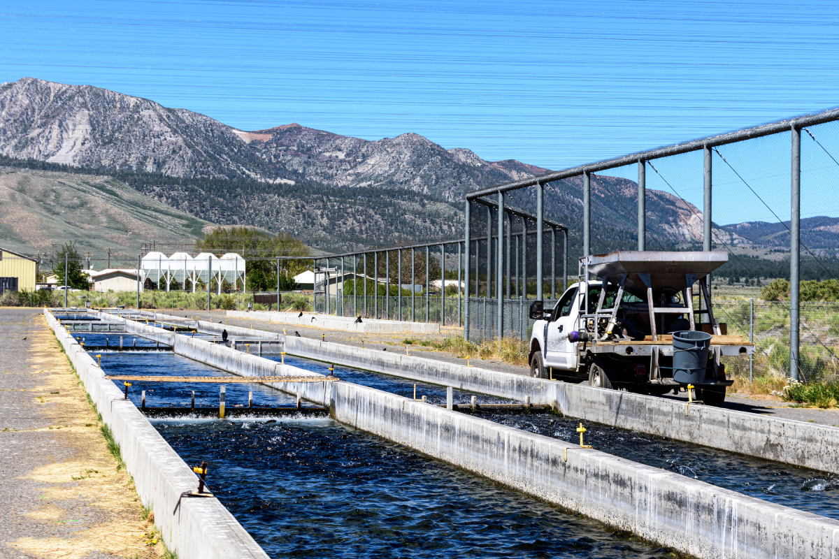 USA-trout_hatchery-AdobeStock_546467238-20241218.jpg