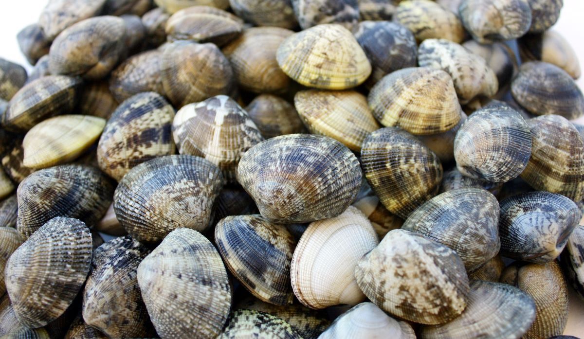 clams_AdobeStock_35066230-20241218.jpg