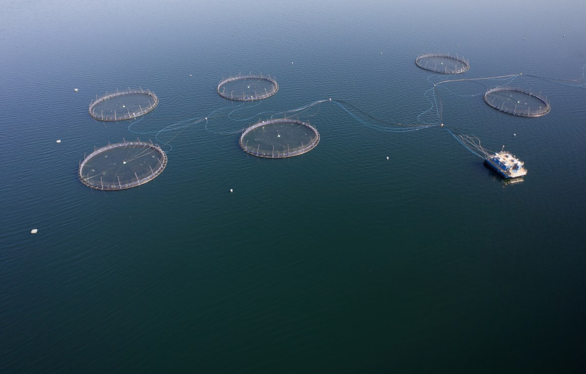 fish-farm-Loch-Fyne_AdobeStock_549460468-20241216.jpg