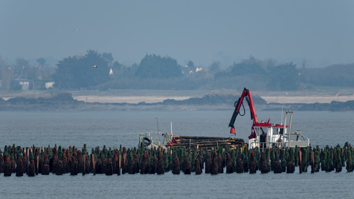 mussel-farmers_AdobeStock_527655036-20241218.jpg