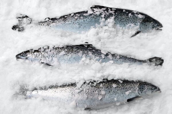 Salmon prices drop back to autumn low