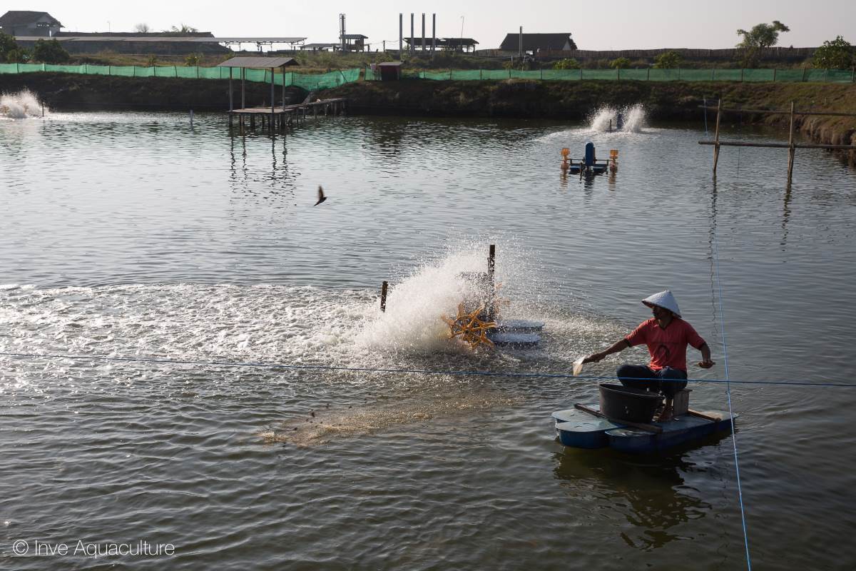 shrimp-farm-Indonesia_2866-20241218.jpg