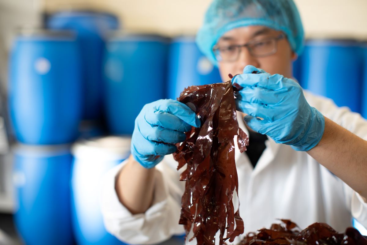 Dulse-3_Seaweed-Enterprises-20241220.jpg