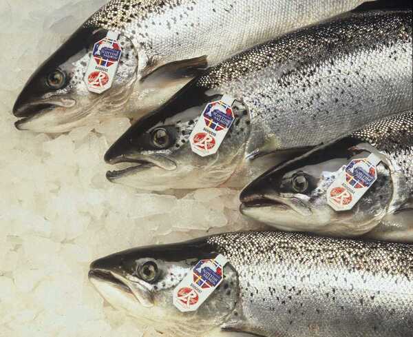 Scottish salmon exports break record – again