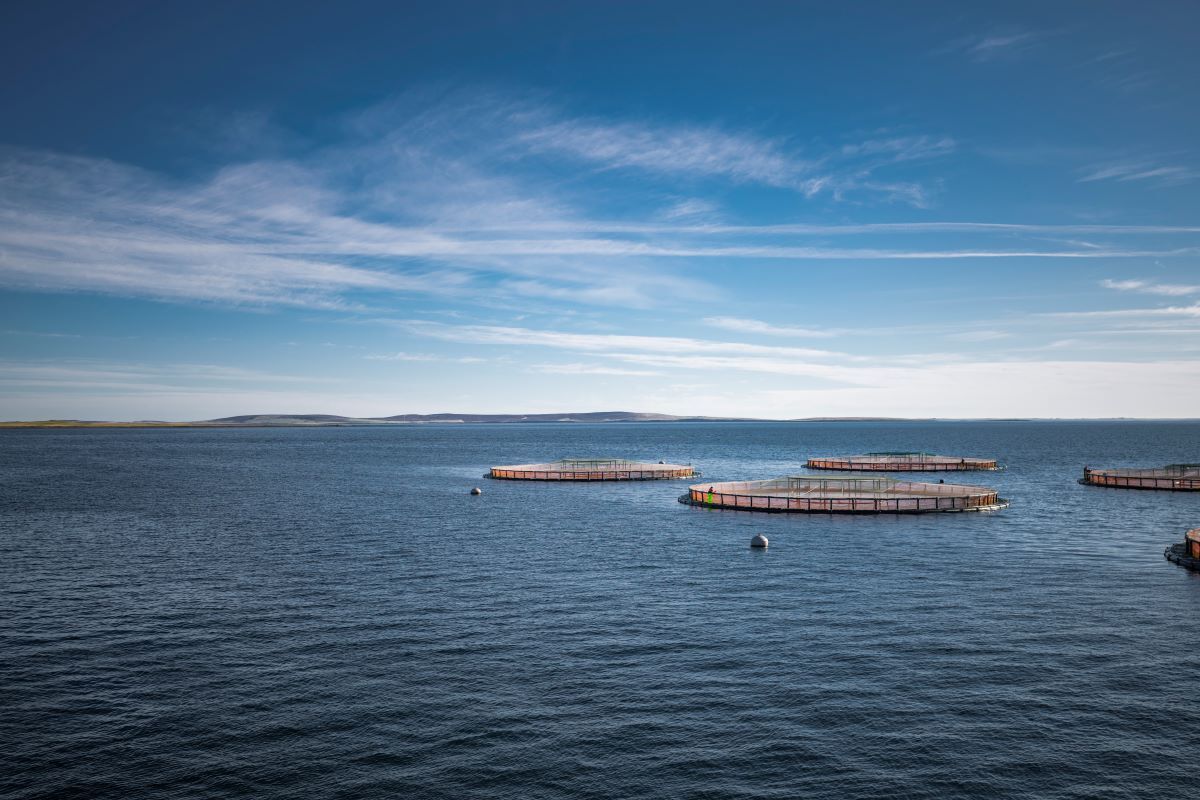 Salmon-Scotland_farm-blue-sky-20241220.jpg