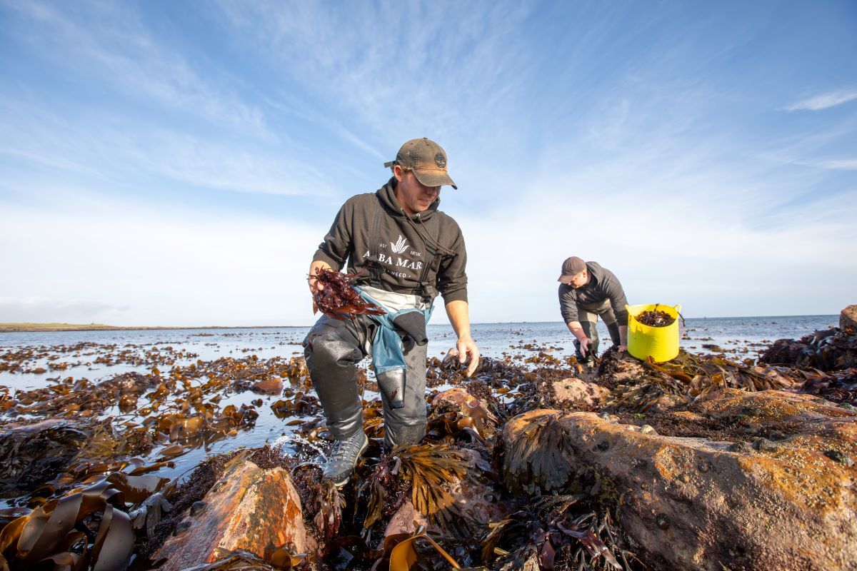 Seaweed-Enterprises-Harvest-32-20241220.jpg