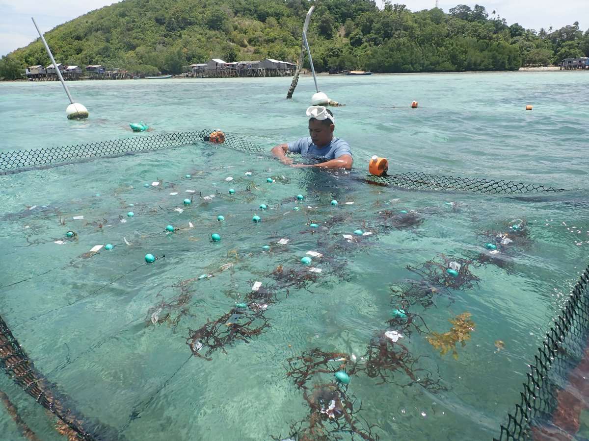 Seaweed-farmers_Malaysia_19155-20241220.jpg