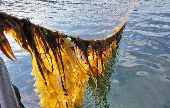 The greenest crop? Seaweed in 2024