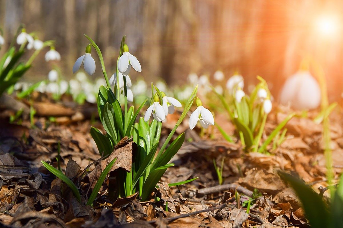 Snowdrops.