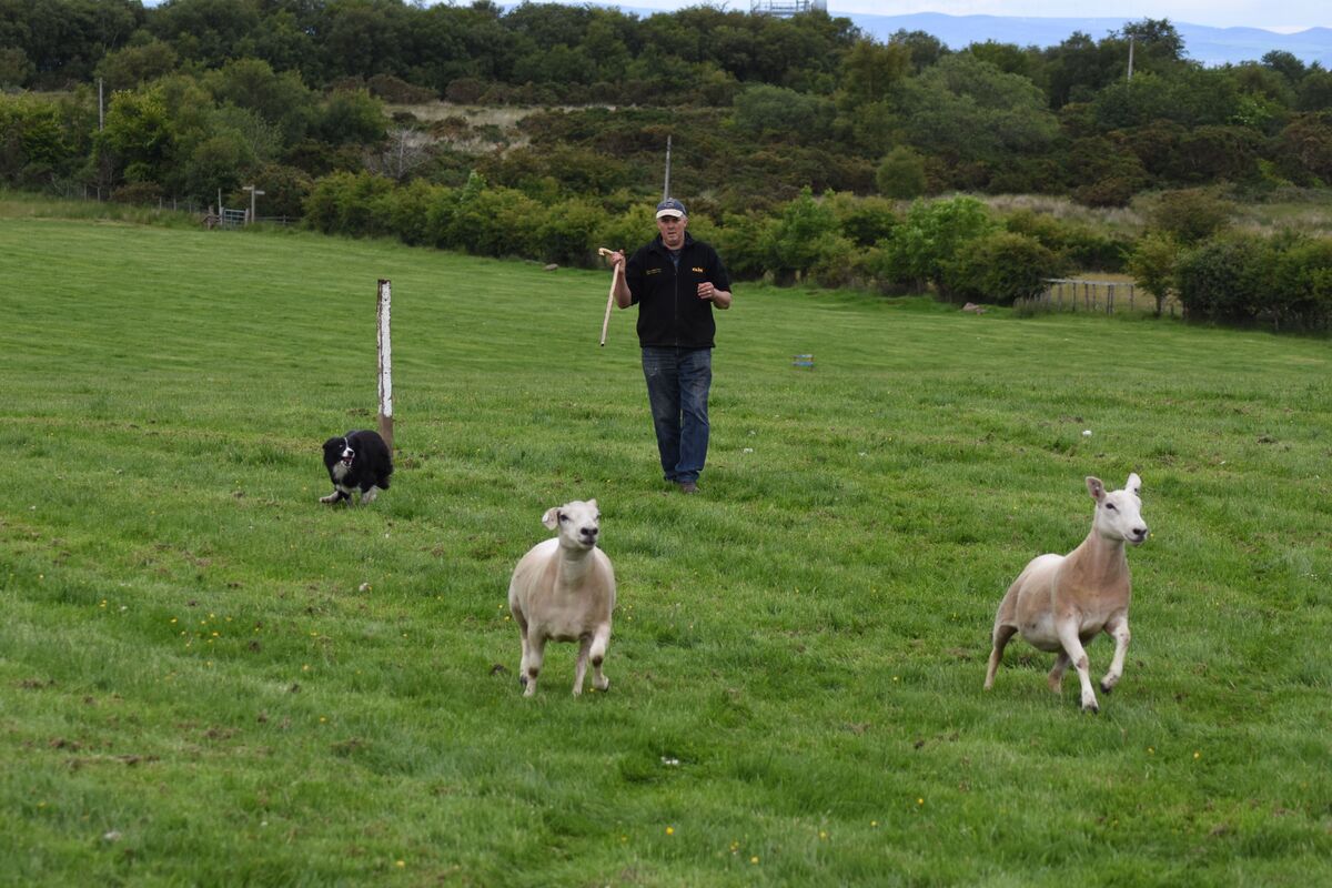 Matthew McNeish with Pip at a previous sheepdog trial.