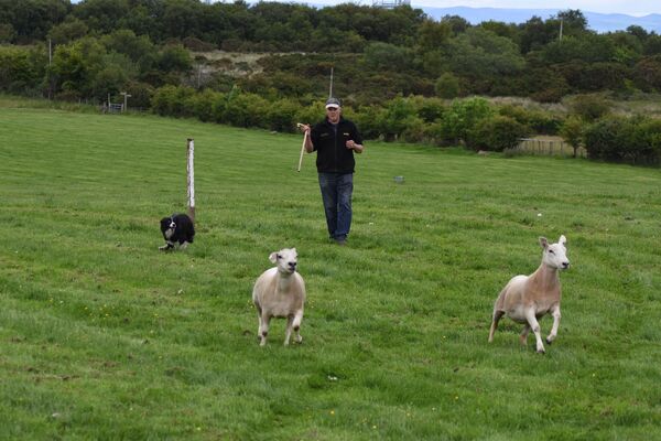 Nursery sheep dog trial results